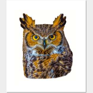 Cut out of Great Horned Owl Posters and Art